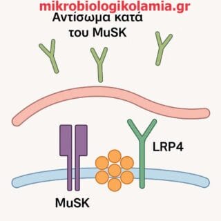 anti-Musk LRP4  μηχανισμός