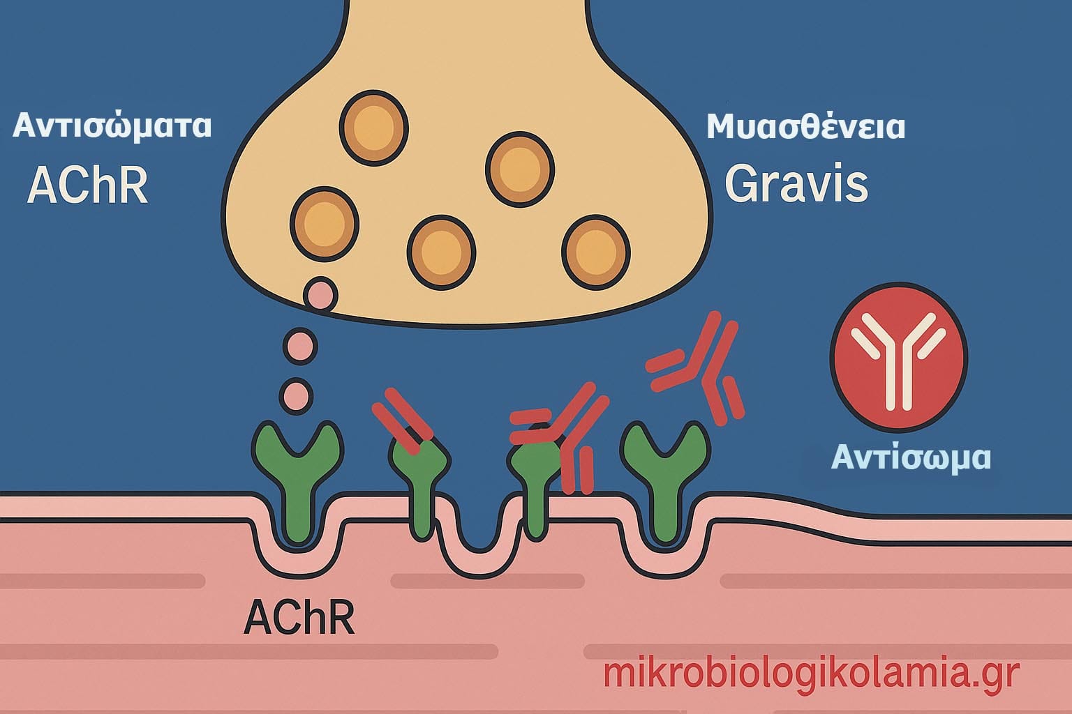αντισώματα-AChR.jpg