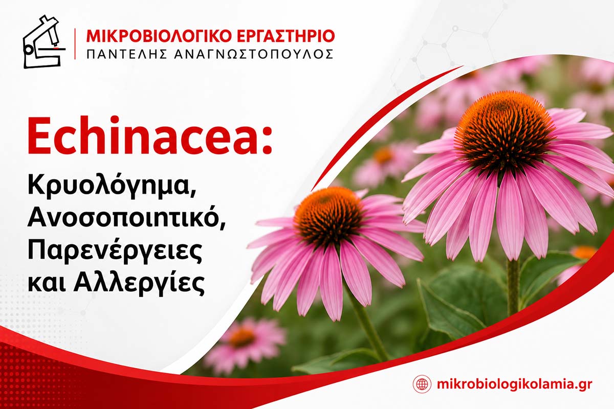 Echinacea για Κρυολόγημα: Οφέλη, Παρενέργειες και Αλλεργίες 1 Echinacea για κρυολόγημα, ανοσοποιητικό, παρενέργειες και αλλεργίες