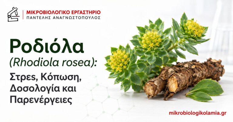 Ροδιόλα: Οφέλη για Στρες και Κόπωση, Δόση και Κίνδυνοι 4 Ροδιόλα Rhodiola rosea για στρες, κόπωση, δοσολογία και παρενέργειες