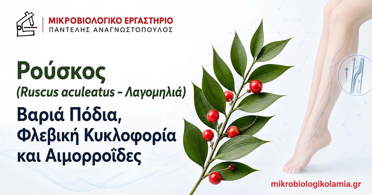 Ρούσκος (Λαγομηλιά): Βαριά Πόδια, Κυκλοφορία και Αιμορροΐδες 1 Ρούσκος ή λαγομηλιά για βαριά πόδια, φλεβική κυκλοφορία και αιμορροΐδες