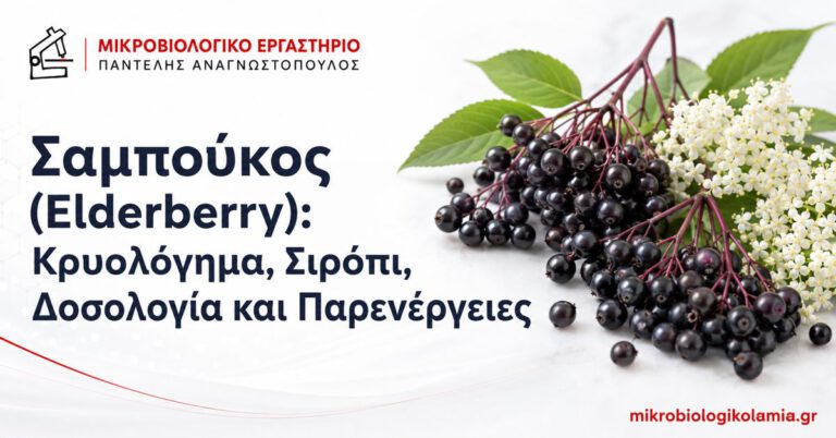 Σαμπούκος: Οφέλη στο Κρυολόγημα, Δοσολογία και Κίνδυνοι 1 Σαμπούκος Elderberry με καρπούς και άνθη – κρυολόγημα, σιρόπι, δοσολογία και παρενέργειες