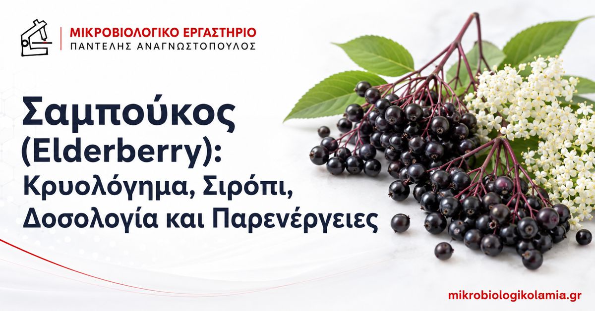 Σαμπούκος Elderberry με καρπούς και άνθη – κρυολόγημα, σιρόπι, δοσολογία και παρενέργειες